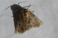 Tethea ocularis