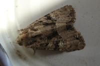 Mesapamea secalella/secalis