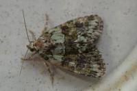 Cryphia algae