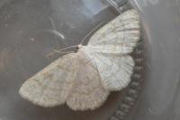 Cabera exanthemata
