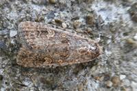 Spodoptera exigua