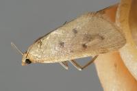 Achyra nudalis