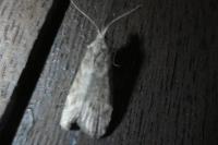 Lamoria anella