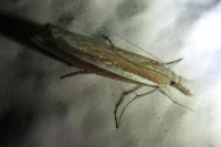 Agriphila selasella/tristella