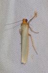 Eilema caniola