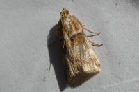 Acrobasis tumidana