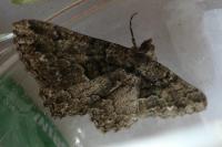 Peribatodes ilicaria ilicaria