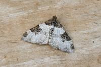 Xanthorhoe fluctuata