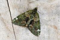 Chloroclysta siterata