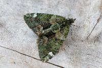 Chloroclysta siterata