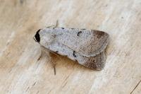 Lygephila craccae