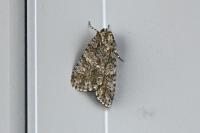 Acronicta rumicis