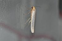 Eilema caniola