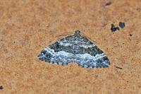 Epirrhoe alternata