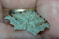 Macaria alternata