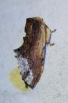 Ptilodon cucullina