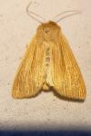 Mythimna pallens