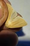Mythimna pallens