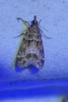 Eudonia mercurella