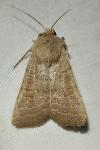 Hoplodrina ambigua/hesperica