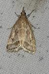 Eudonia pallida