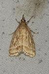 Eudonia pallida