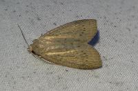 Chilodes maritima