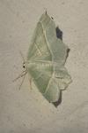 Campaea margaritaria