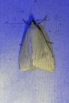 Sitochroa palealis