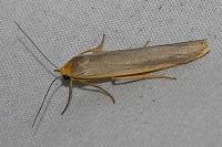 Manulea complana