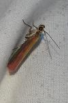 Oncocera semirubella