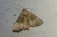 Mesoligia furuncula