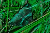 Dysgonia algira