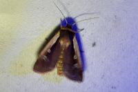 Ochropleura plecta