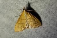 Anania crocealis