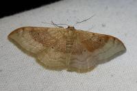 Idaea degeneraria