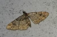 Gymnoscelis rufifasciata