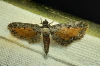Eupithecia icterata