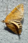 Eulithis testata