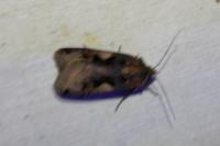 Xestia c-nigrum
