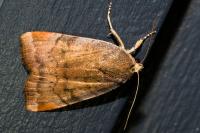 Noctua janthe/janthina
