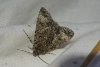 Acronicta megacephala