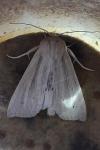 Mythimna straminea