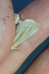 Mythimna straminea