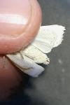 Mythimna straminea