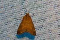 Pyrausta despicata