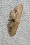 Idaea dimidiata
