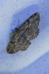 Peribatodes rhomboidaria rhomboidaria