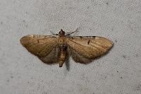Eupithecia assimilata