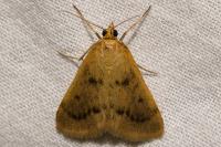 Achyra nudalis